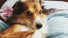 Ako zistiť, že vám váš pes nedôveruje: tri návyky, ktoré si mýlite s poslušnosťou