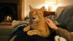 Mačka nám ďakuje a my ju odháňame. Ako nezmeškať dôležité signály svojho domáceho maznáčika