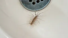 Ako sa natrvalo zbaviť stonožiek v dome