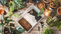 Ideálna pôda pre tradeskantky: kompletný sprievodca výberom a prípravou