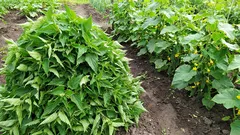 Pŕhľava nie je burina, ale skvelé hnojivo. Pŕhľavová prikrývka pre uhorky – to je moja tajná zložka